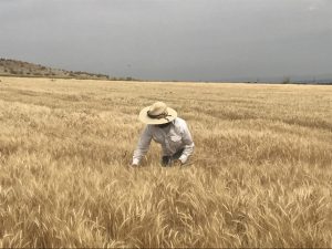 Grain farmer